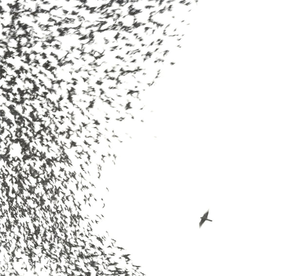 |  Vinyl LP | Wilco - Sky Blue Sky (2 LPs) | Records on Vinyl
