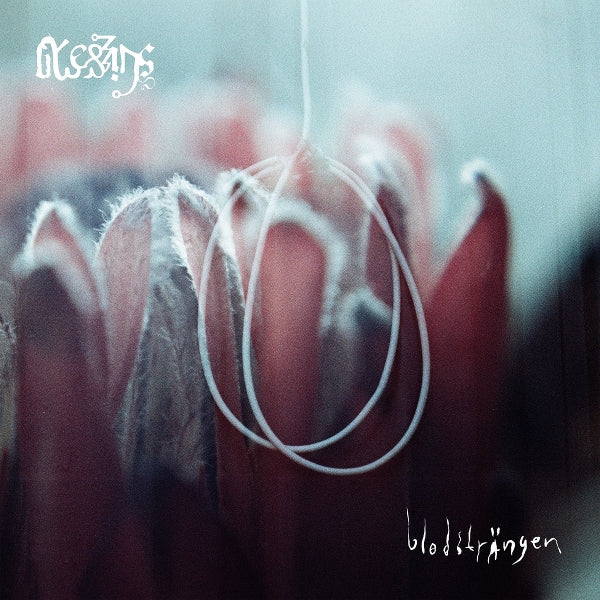 |  Vinyl LP | Blessings - Blodstrangen (LP) | Records on Vinyl