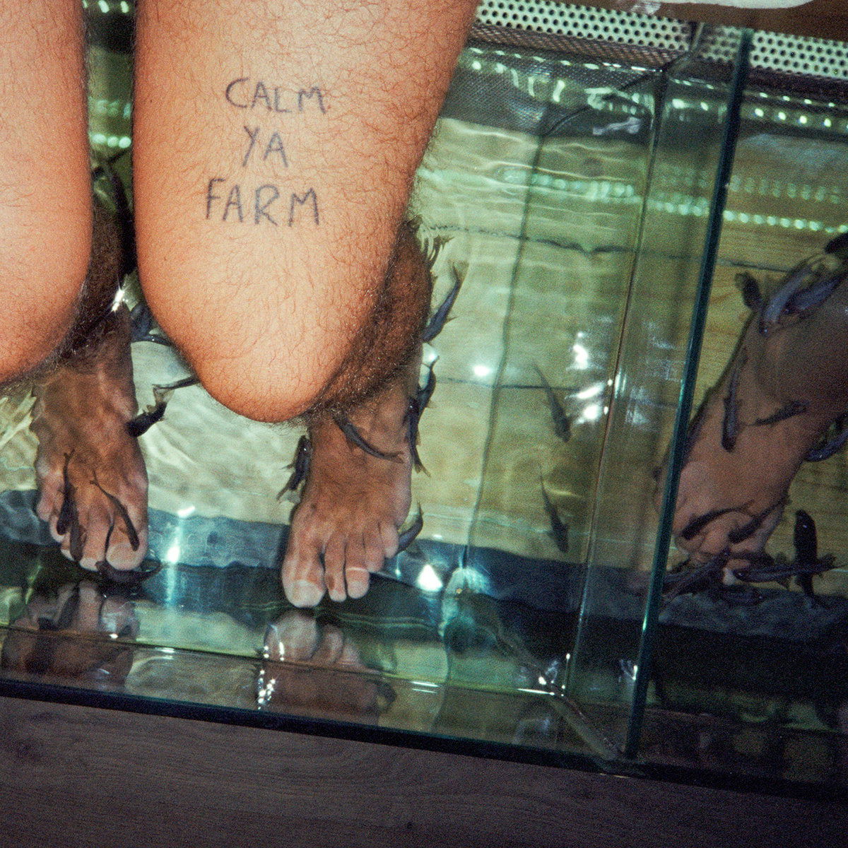 |   | Murlocs - Calm Ya Farm (LP) | Records on Vinyl