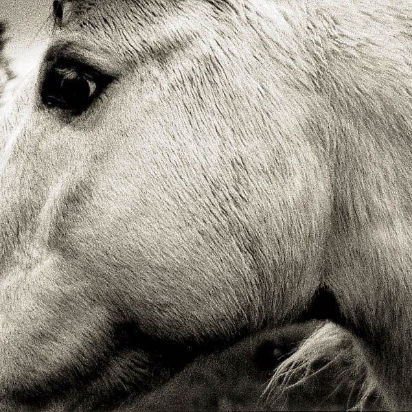 |  Vinyl LP | Bonny Light Horseman - Bonny Light Horseman (LP) | Records on Vinyl