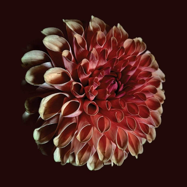 |  Vinyl LP | Jessica Moss - Unfolding (LP) | Records on Vinyl