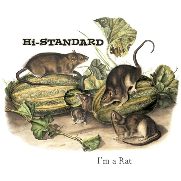 |  7" Single | Hi-Standard - I'm a Rat (Single) | Records on Vinyl