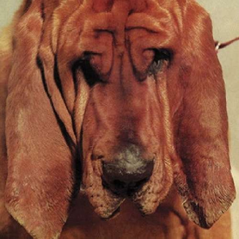 |  Vinyl LP | Ty Segall - Goodbye Bread (LP) | Records on Vinyl