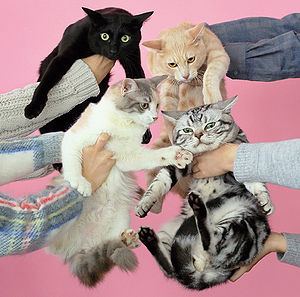|  Vinyl LP | Kinoko Teikoku - Neko To Allergy (2 LPs) | Records on Vinyl