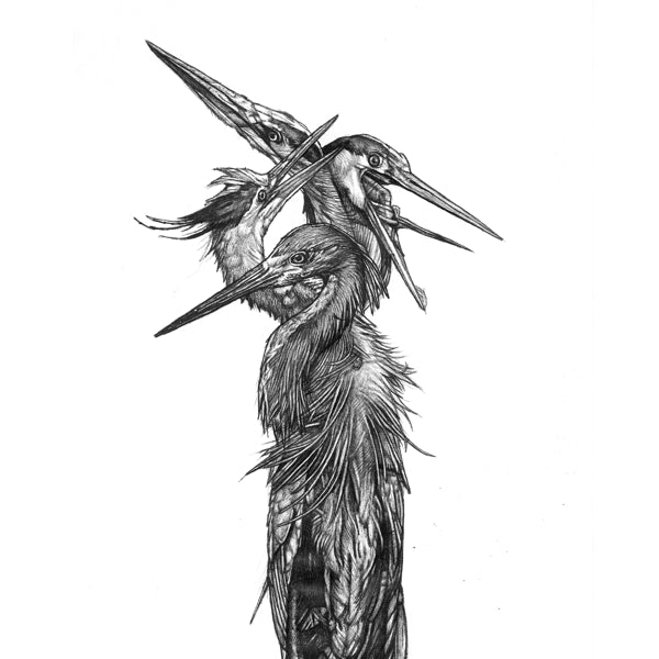 |  Vinyl LP | Grand Blue Heron - Hatch (LP) | Records on Vinyl