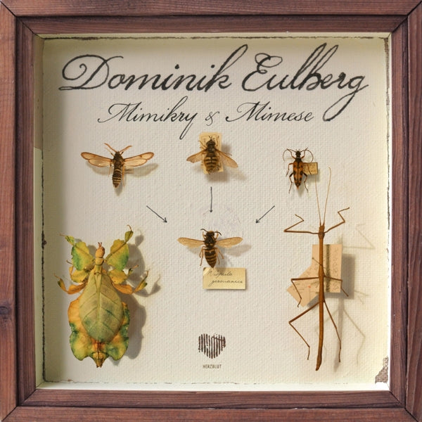 |  12" Single | Dominik Eulberg - Mimikry & Mimese (Single) | Records on Vinyl
