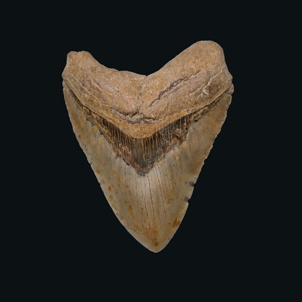 |  Vinyl LP | Vampyres - In the Night (LP) | Records on Vinyl