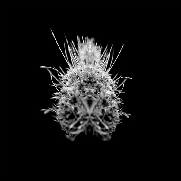 |   | Selm - Tiiier / Post-Adrenaline (LP) | Records on Vinyl