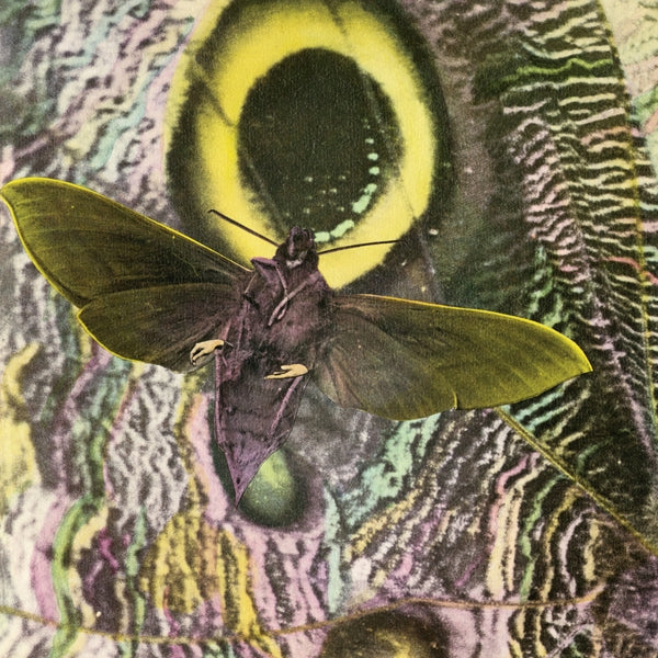 |  Vinyl LP | Mothmen - Pay Attention! (LP) | Records on Vinyl