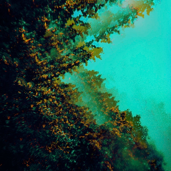 |  Vinyl LP | Polymoon - Caterpillars of Creation (LP) | Records on Vinyl