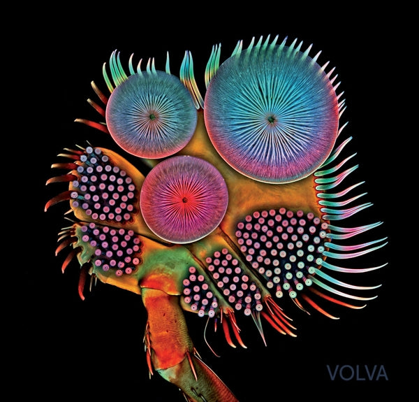 |  Vinyl LP | Echolot - Volva (LP) | Records on Vinyl