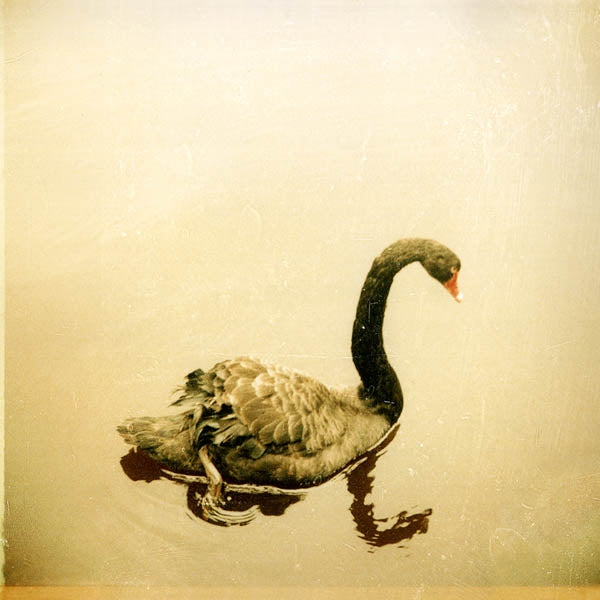 Crooked Fingers - Crooked Fingers  |  Vinyl LP | Crooked Fingers - Crooked Fingers (LP) | Records on Vinyl