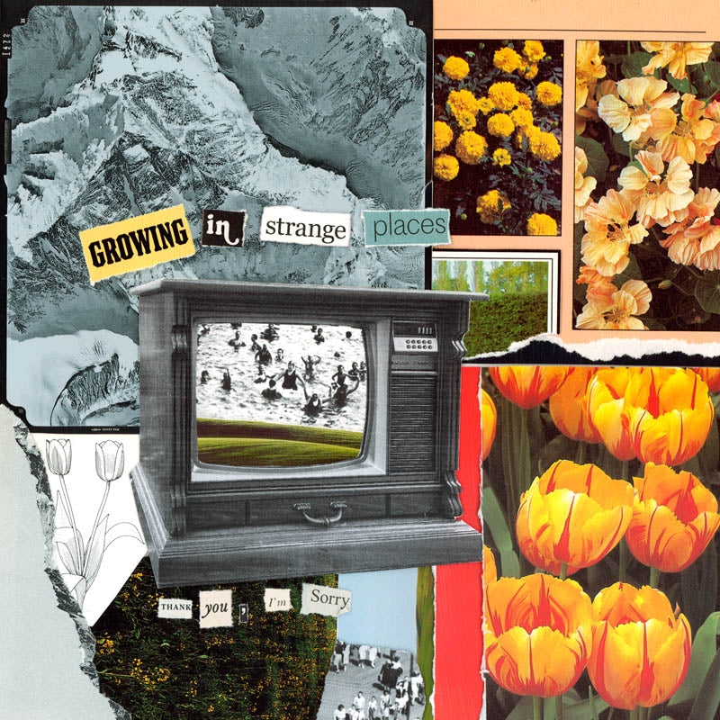 |  Vinyl LP | I'm Sorry Thank You - Growing In Strange Places (Orange Crush) (LP) | Records on Vinyl