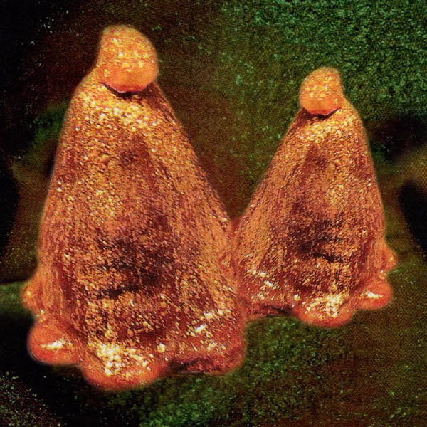 Black To Comm - Oocyte Oil & Stolen.. |  Vinyl LP | Black To Comm - Oocyte Oil & Stolen Androgens (LP) | Records on Vinyl