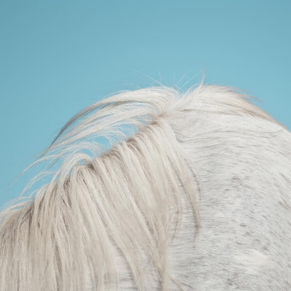 Widowspeak - All Yours |  Vinyl LP | Widowspeak - All Yours (LP) | Records on Vinyl