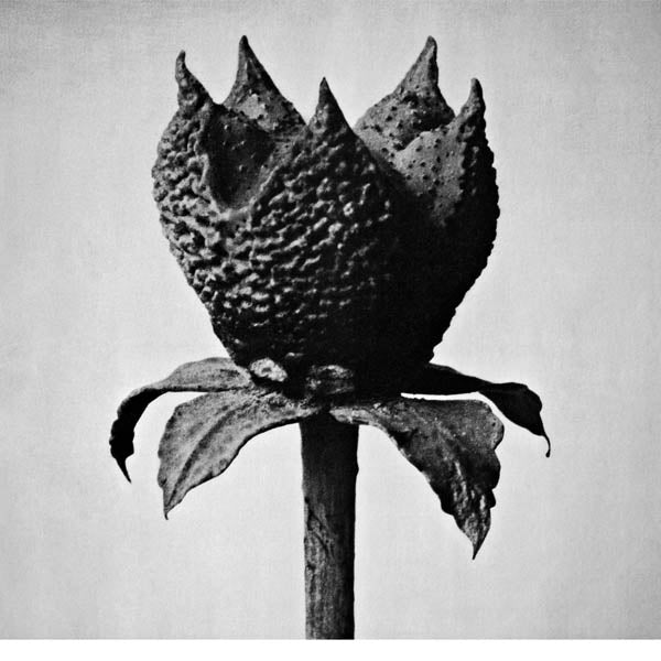 Masayoshi Fujita - Book Of Life |  Vinyl LP | Masayoshi Fujita - Book of Life (LP) | Records on Vinyl