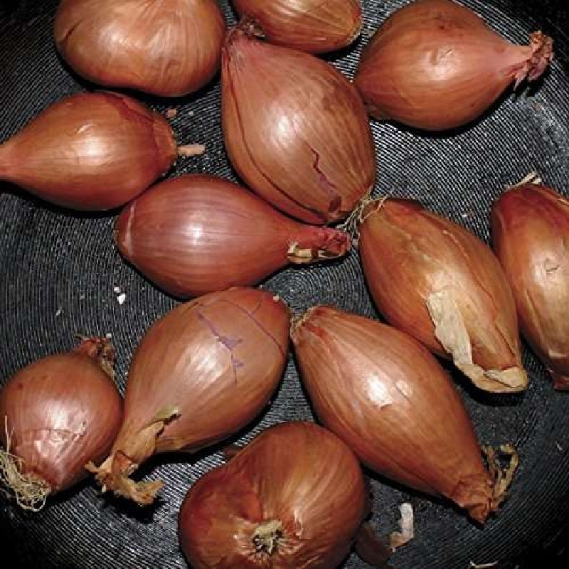  |   | Ty Segall - Fried Shallots (Single) | Records on Vinyl