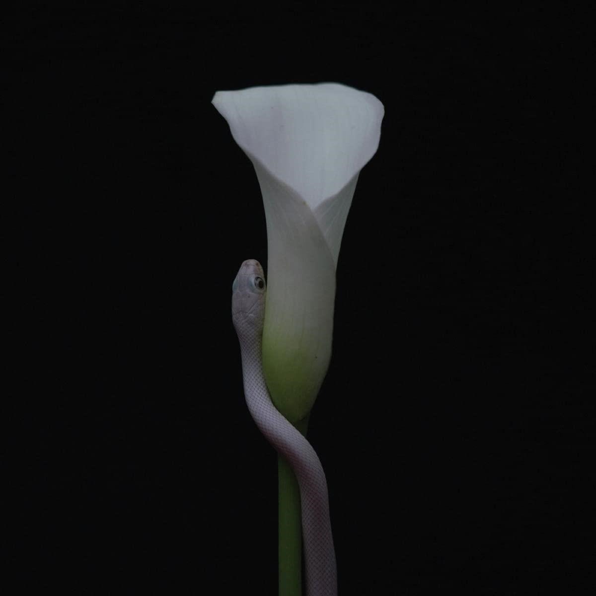 Animals As Leaders - Parrhesia (LP) Cover Arts and Media | Records on Vinyl