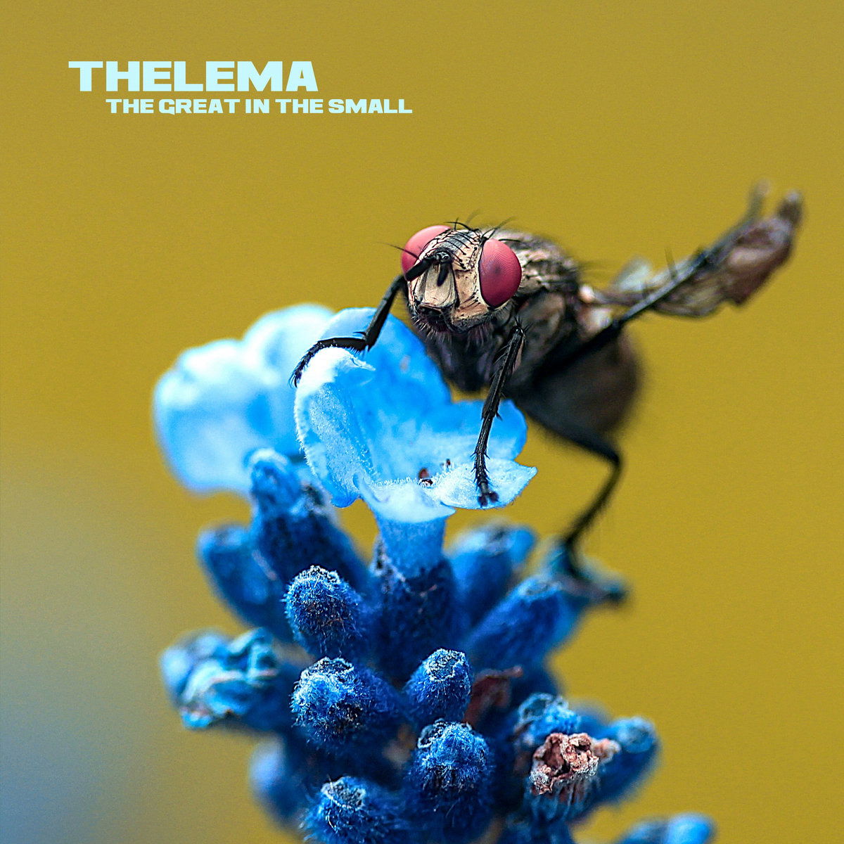 Thelema - Great In the Small (LP) Cover Arts and Media | Records on Vinyl