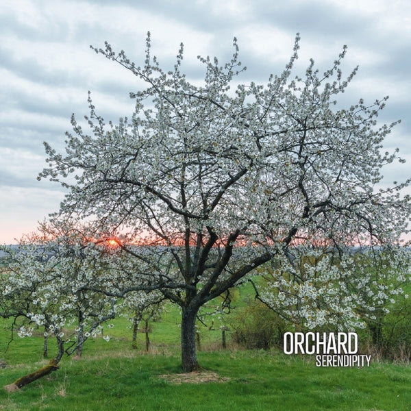 |   | Orchard - Serendipity (2 LPs) | Records on Vinyl