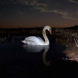 Ludwig Wandinger - Is Peace Wild? (LP) Cover Arts and Media | Records on Vinyl