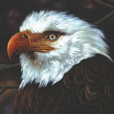 Mogwai - Hawk is Howling (2 LPs) Cover Arts and Media | Records on Vinyl