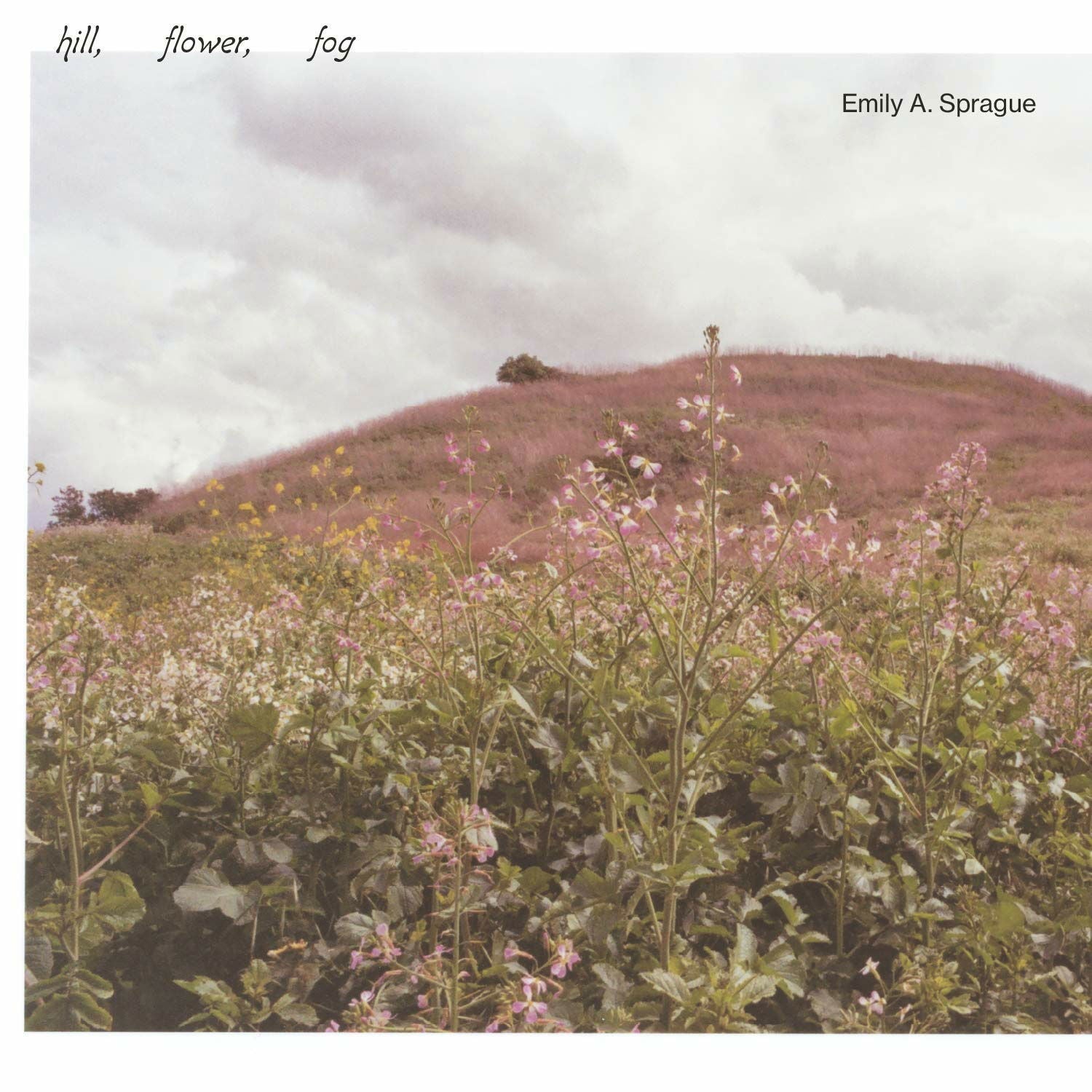 Emily A. Sprague - Hill, Flower, Fog (LP) Cover Arts and Media | Records on Vinyl
