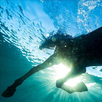 Dream Nails - You Wish (LP) Cover Arts and Media | Records on Vinyl