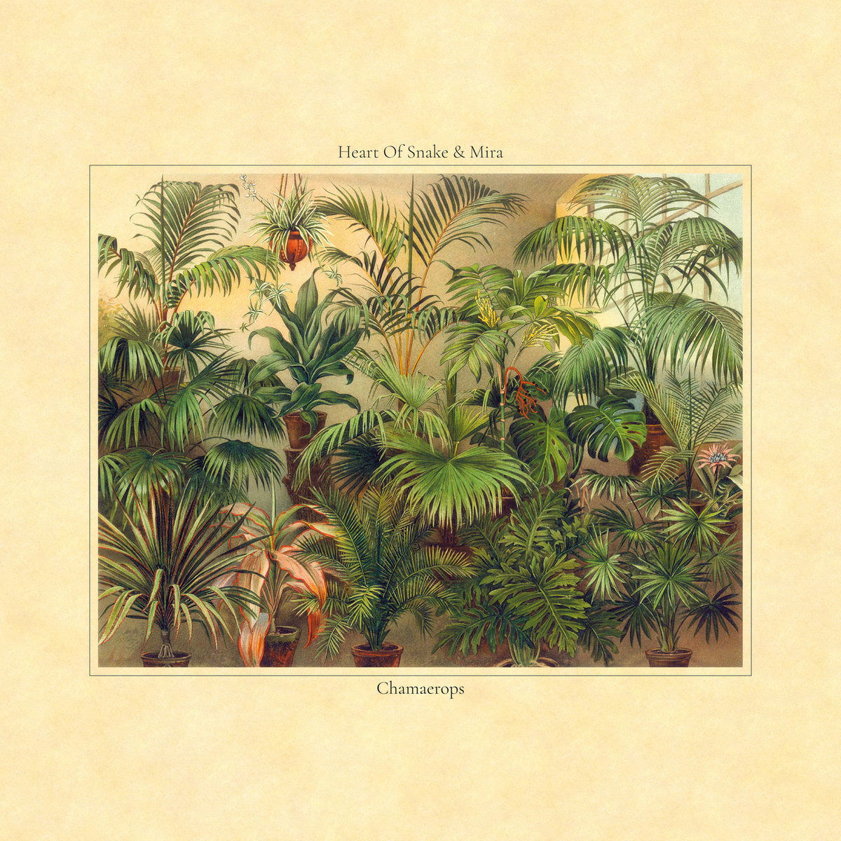 Mira & Heart of Snake - Chamaerops (LP) Cover Arts and Media | Records on Vinyl