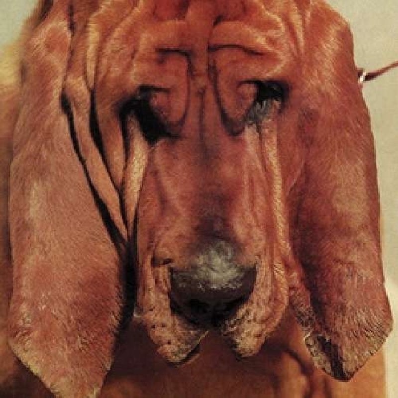  |  Vinyl LP | Ty Segall - Goodbye Bread (LP) | Records on Vinyl